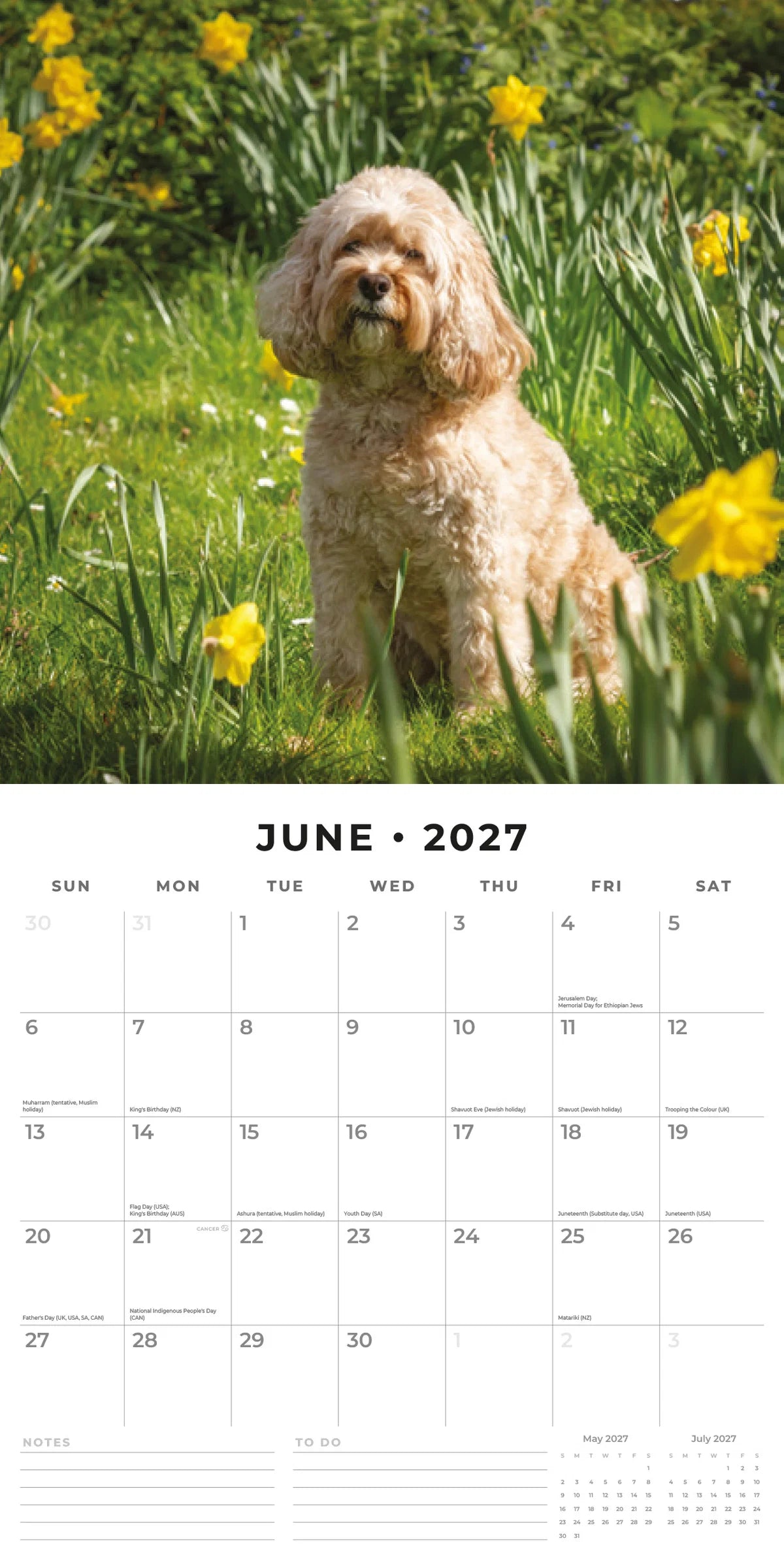 Cavapoos 2027 Calendar - June 2027 monthly spread featuring a cream Cavapoo sitting among yellow daffodils