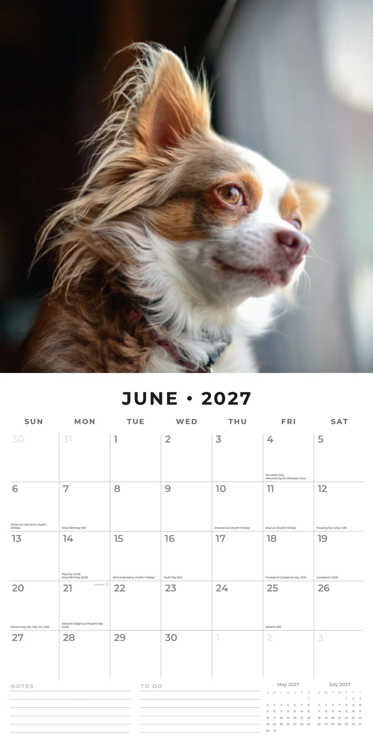 Chihuahuas 2027 Calendar - June 2027 monthly spread featuring a long-haired Chihuahua gazing out a window