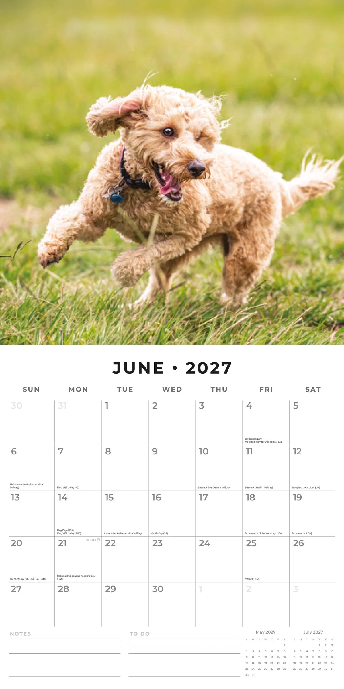 Cockapoos 2027 Calendar - June 2027 monthly spread featuring an apricot Cockapoo running joyfully across a grass field