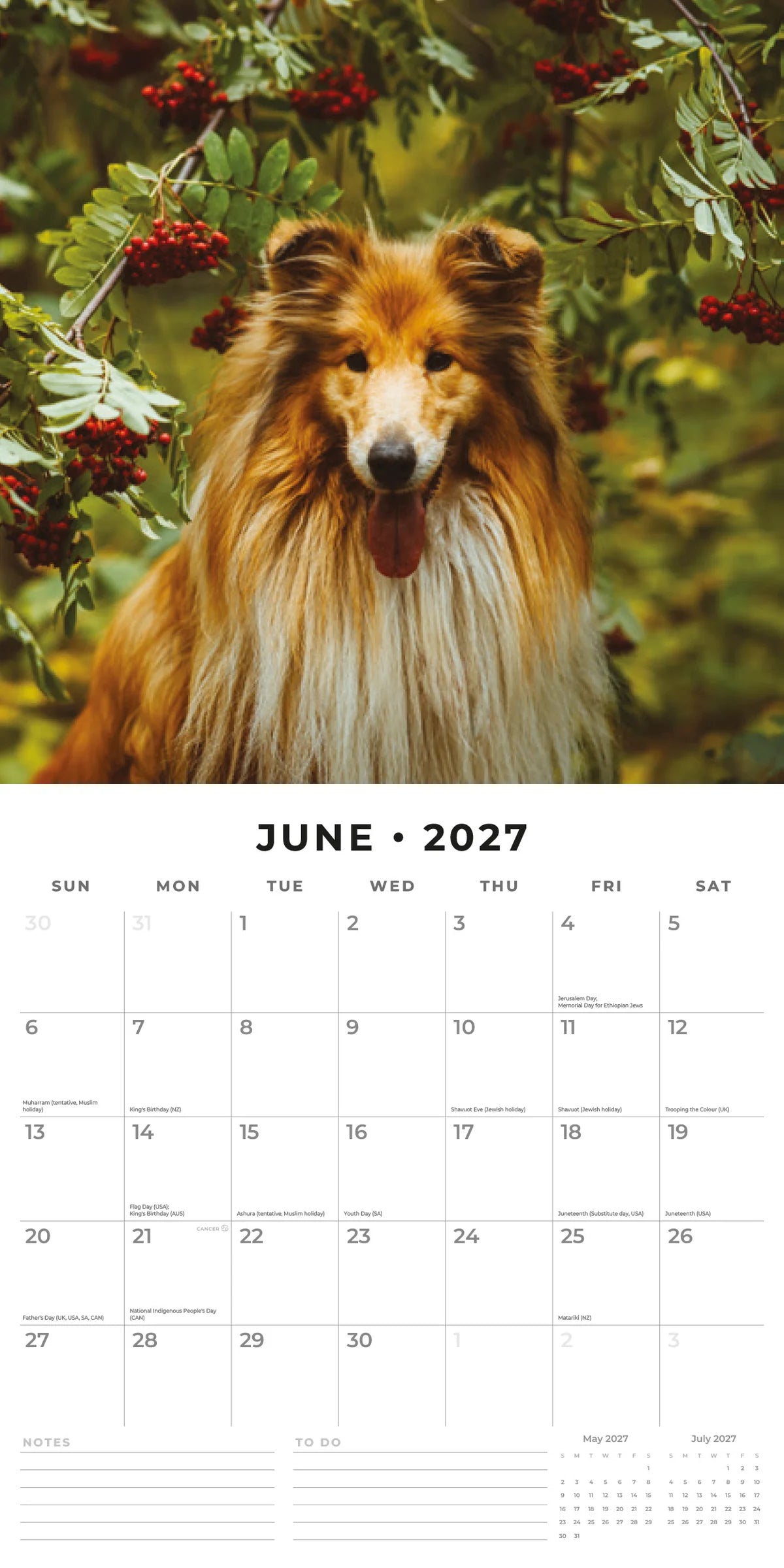 Collies 2027 Calendar - June 2027 monthly spread featuring a sable Collie among red rowan berries