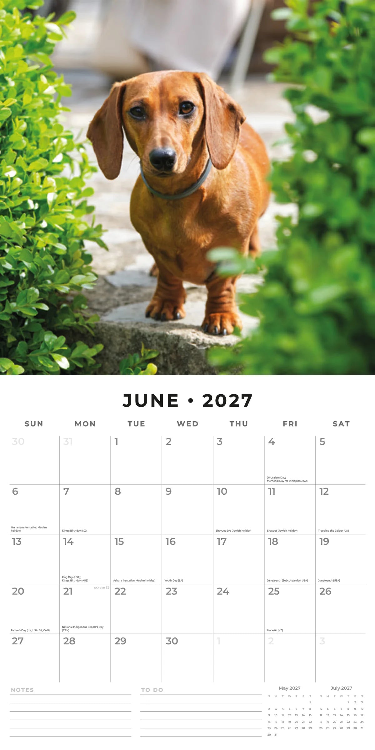 Dachshunds 2027 Calendar - June 2027 monthly spread featuring a red Dachshund walking through a garden path between green hedges