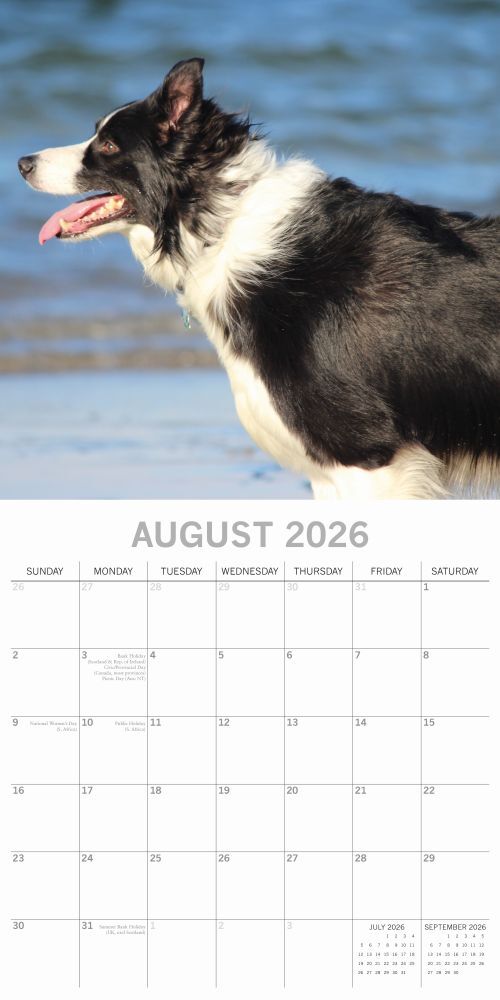 2026 Calendar Paw Prints Border Collies  - Square Wall Calendar | The Gifted Stationery Co. (GSC26104)