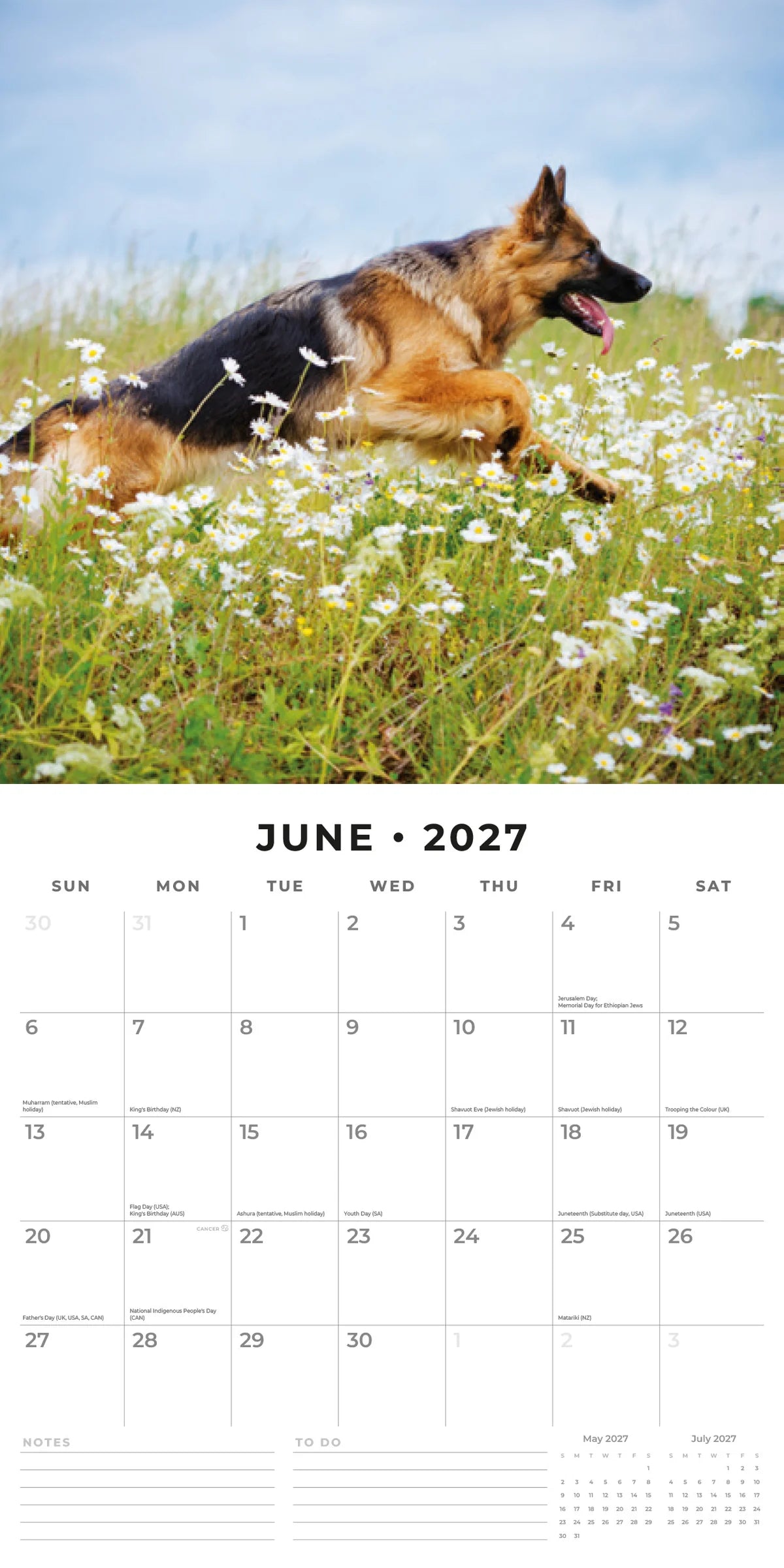 German Shepherds 2027 Calendar - June 2027 monthly spread featuring a German Shepherd running joyfully through a field of white daisies