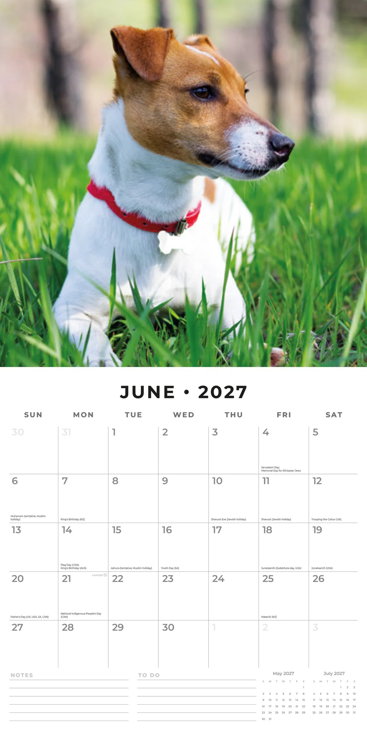 Jack Russells 2027 Calendar - June 2027 monthly spread featuring a smooth-coated Jack Russell with red collar lying in long green grass