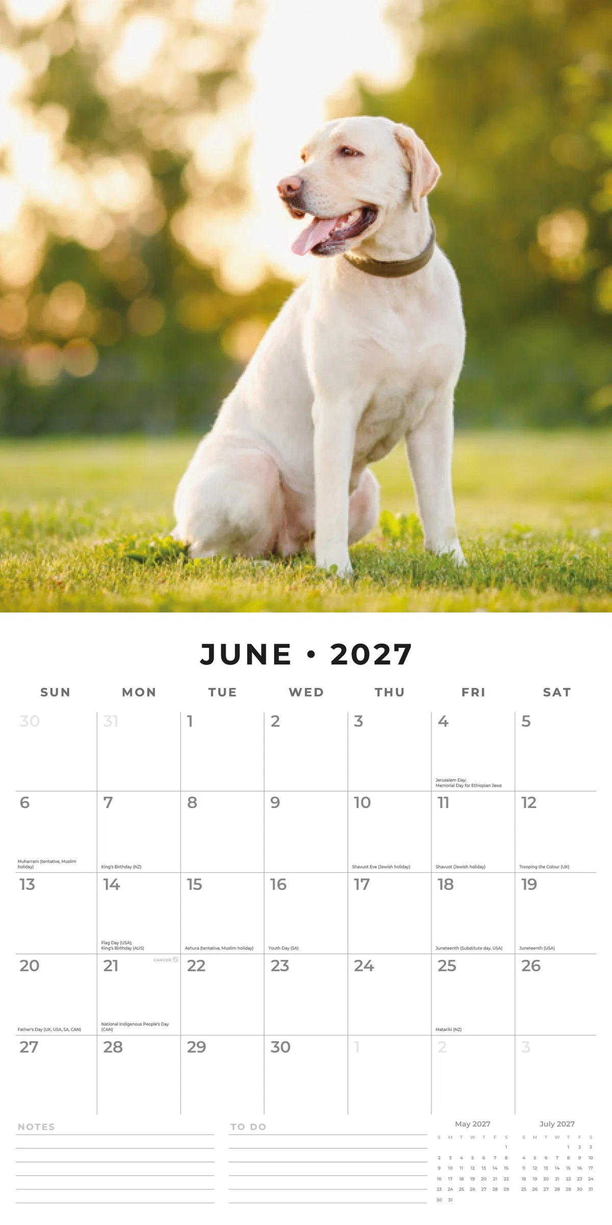 Labradors 2027 Calendar - June 2027 monthly spread featuring a yellow Labrador sitting on green grass in a sunny park
