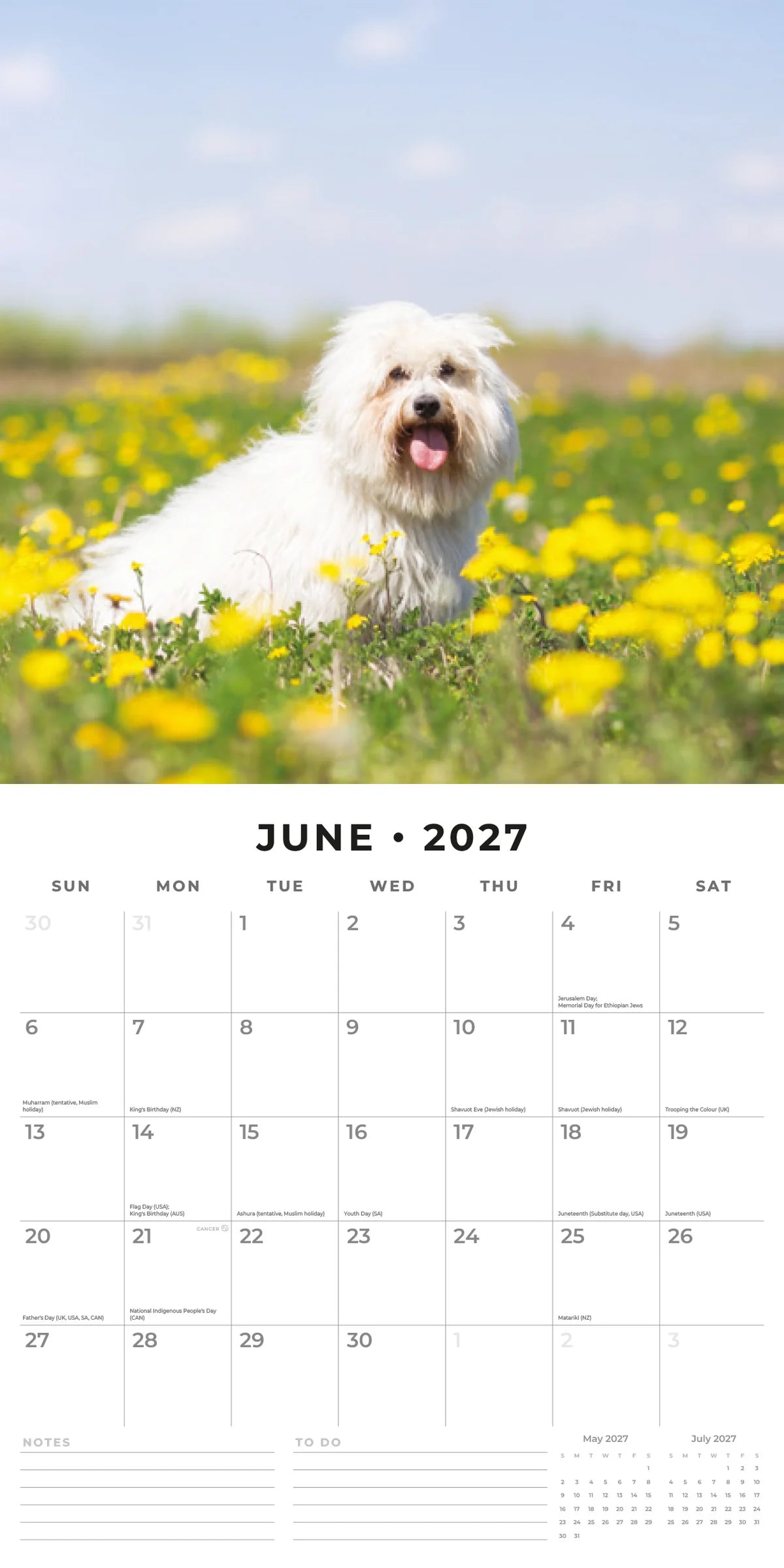 Maltese 2027 Calendar - June 2027 monthly spread featuring a white Maltese lying in a field of yellow buttercups under a blue sky