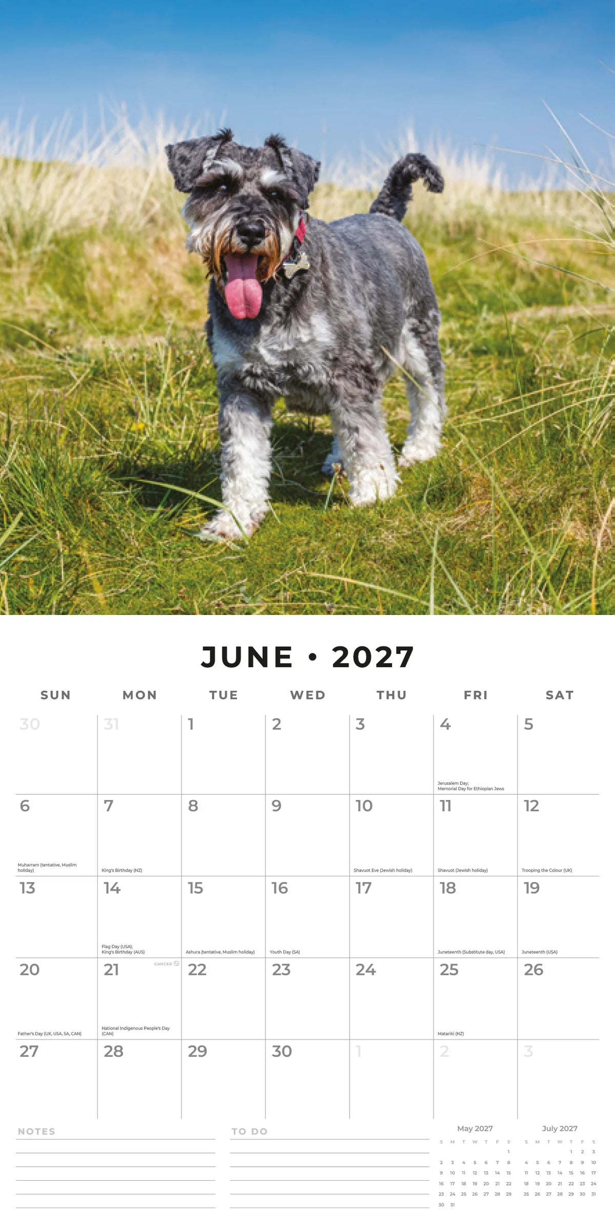 Miniature Schnauzers 2027 Calendar - June 2027 monthly spread featuring a grey Miniature Schnauzer trotting happily through coastal grass under a blue sky
