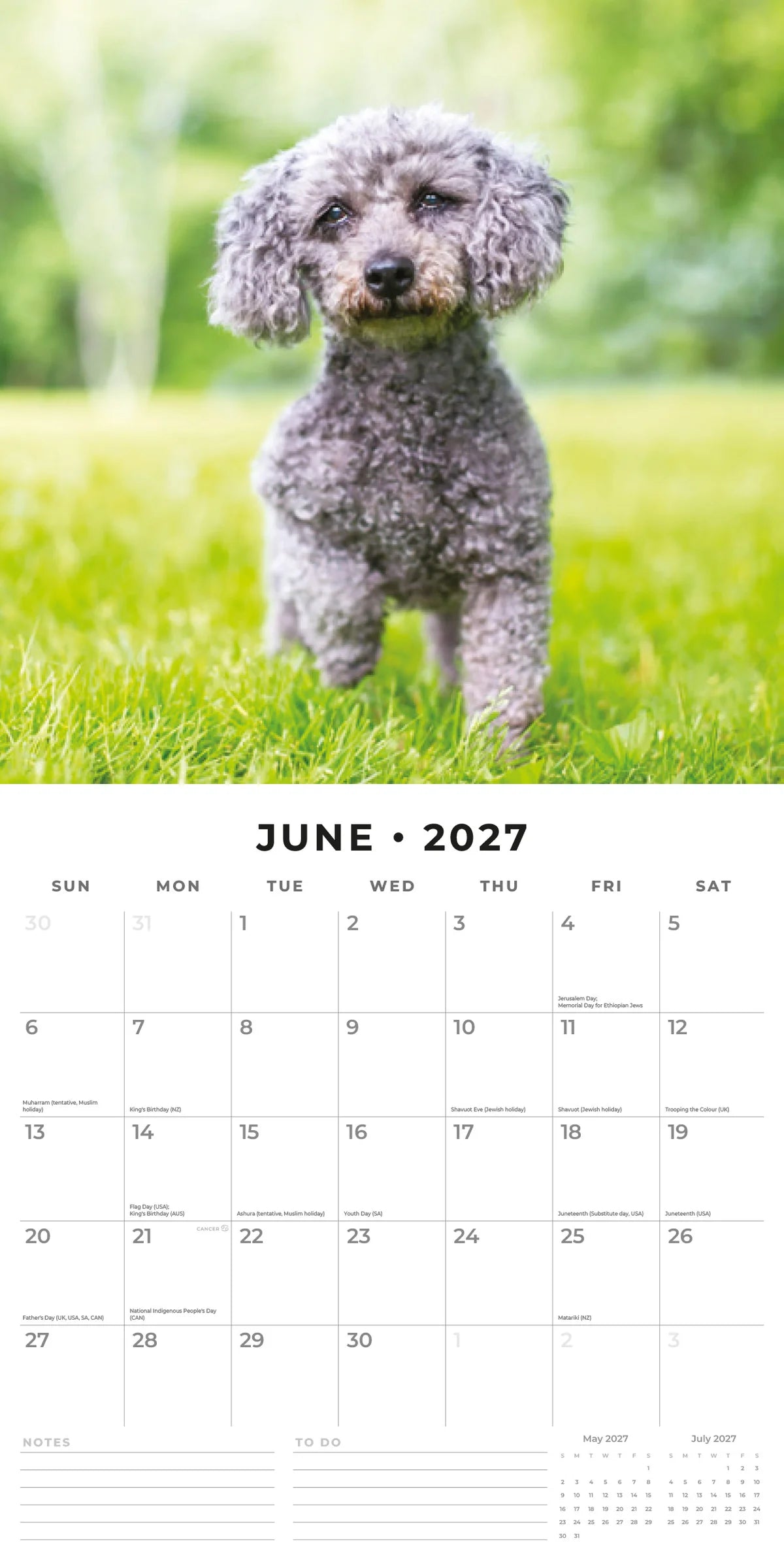 Toy and Miniature Poodles 2027 Calendar - June 2027 monthly spread featuring a silver Miniature Poodle standing alert on a lush green lawn