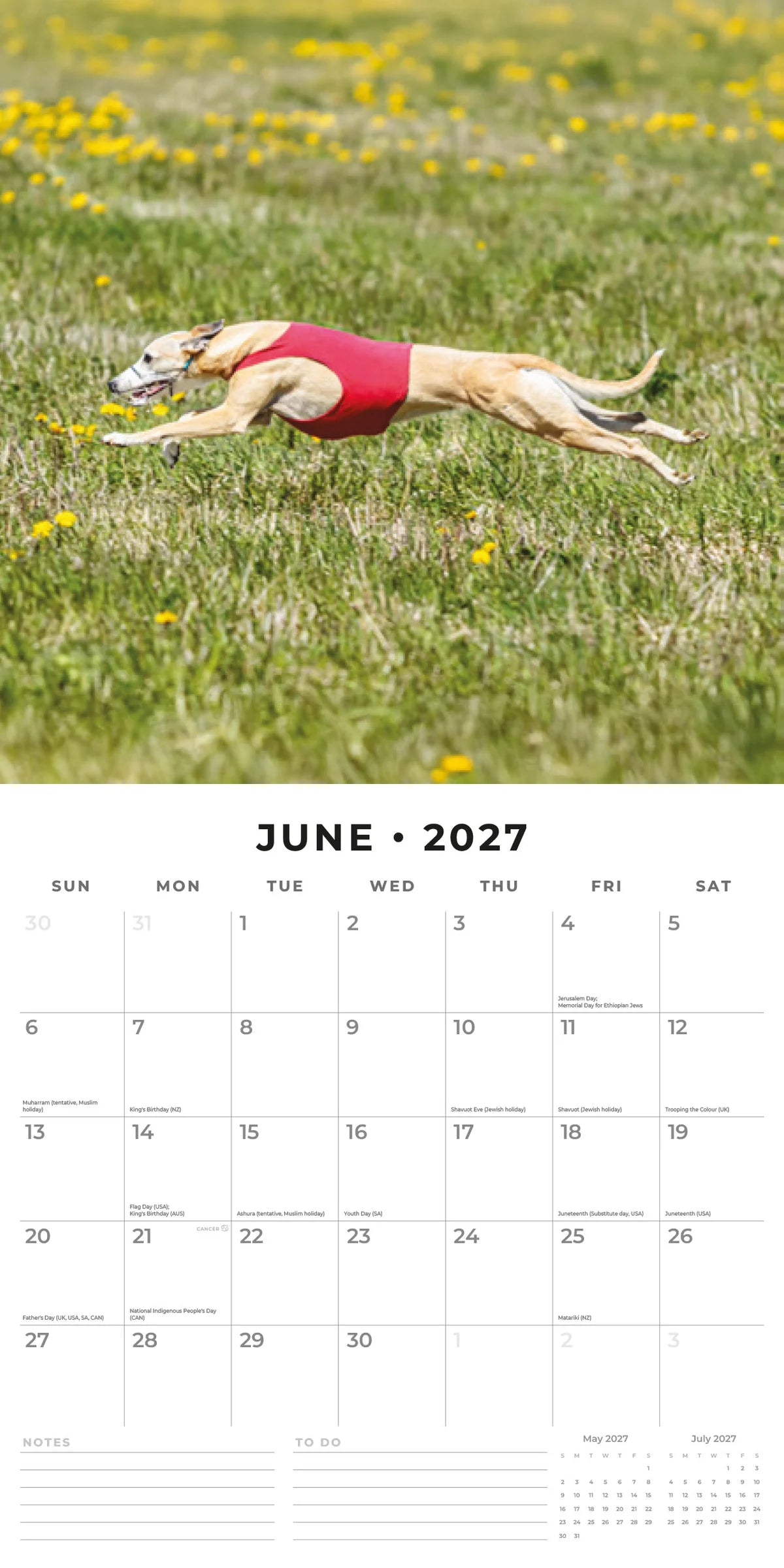 Whippets 2027 Calendar - June 2027 monthly spread featuring a fawn Whippet in a red racing jacket sprinting at full stretch through a field of yellow dandelions