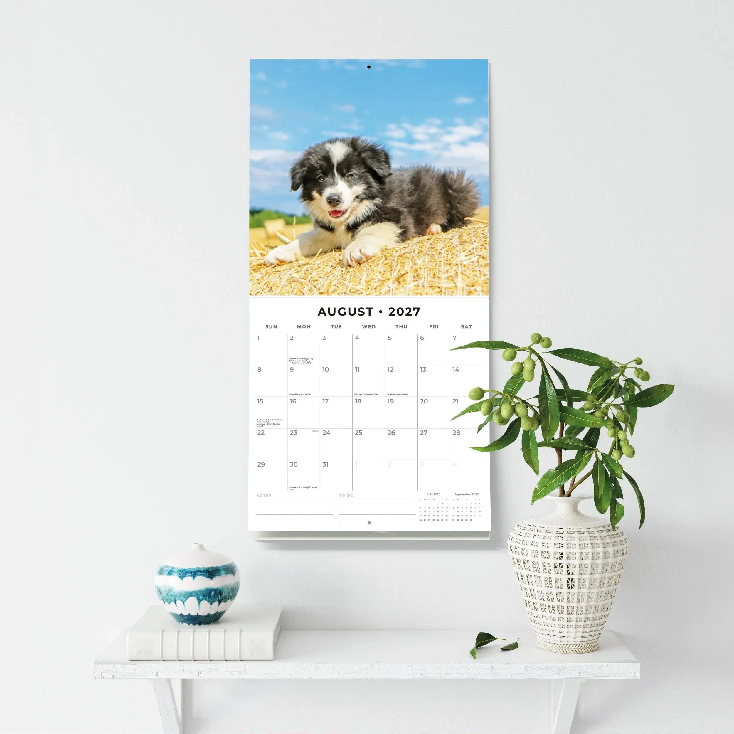 Dogs and Puppies 2027 Square Wall Calendar – August 2027 lifestyle shot showing a Border Collie puppy on a hay bale displayed as portrait wall calendar on white wall
